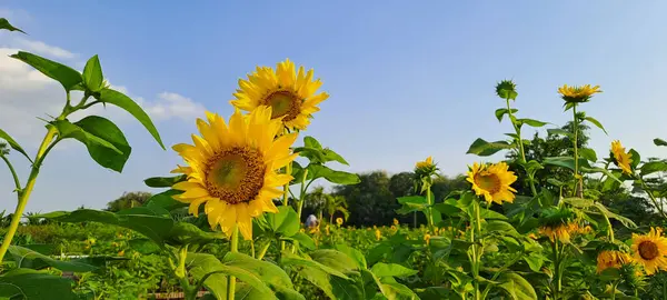 Ayçiçeği alanında mavi gökyüzü