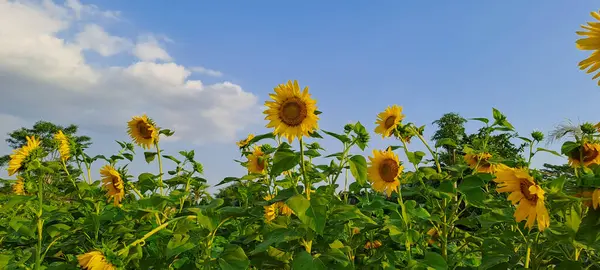 Ayçiçeği alanında mavi gökyüzü