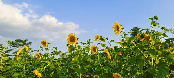 Ayçiçeği alanında mavi gökyüzü
