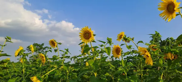 Ayçiçeği alanında mavi gökyüzü