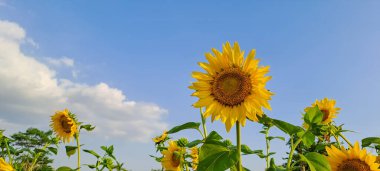 Ayçiçeği alanında mavi gökyüzü