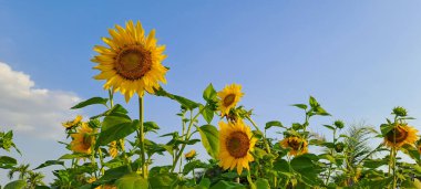 Ayçiçeği alanında mavi gökyüzü