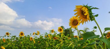 Ayçiçeği alanında mavi gökyüzü