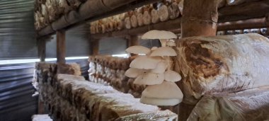 İstiridye mantarı yetiştiriyorum. Yenilebilir mantar üretimi