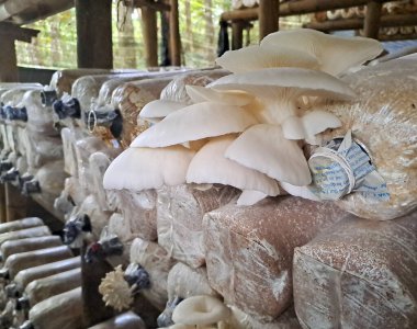 İstiridye mantarı yetiştiriyorum. Yenilebilir mantar üretimi