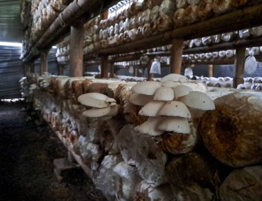 İstiridye mantarı yetiştiriyorum. Yenilebilir mantar üretimi