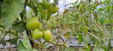Asmalı yeşil organik domates, tarlada büyüyen domatesler.