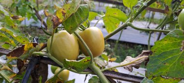 Asmalı yeşil organik domates, tarlada büyüyen domatesler.