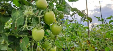Asmalı yeşil organik domates, tarlada büyüyen domatesler.
