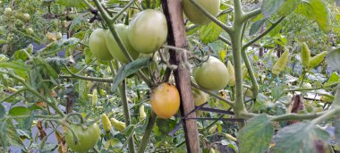 Asmalı yeşil organik domates, tarlada büyüyen domatesler.