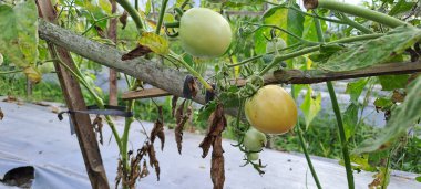 Asmalı yeşil organik domates, tarlada büyüyen domatesler.