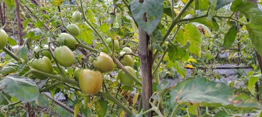 Asmalı yeşil organik domates, tarlada büyüyen domatesler.