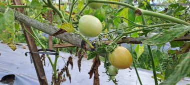 Asmalı yeşil organik domates, tarlada büyüyen domatesler.