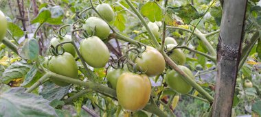 Asmalı yeşil organik domates, tarlada büyüyen domatesler.