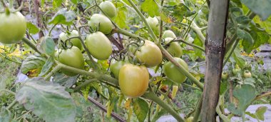 Asmalı yeşil organik domates, tarlada büyüyen domatesler.