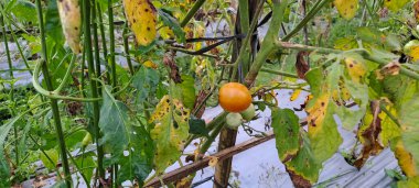 Asmalı yeşil organik domates, tarlada büyüyen domatesler.
