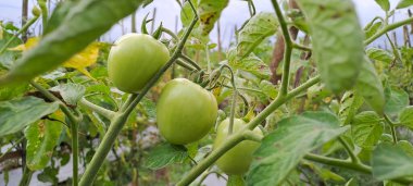 Asmalı yeşil organik domates, tarlada büyüyen domatesler.