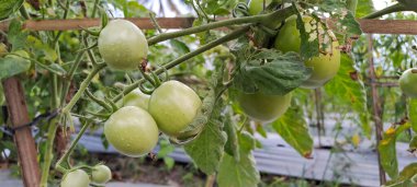 Asmalı yeşil organik domates, tarlada büyüyen domatesler.