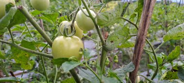 Asmalı yeşil organik domates, tarlada büyüyen domatesler.