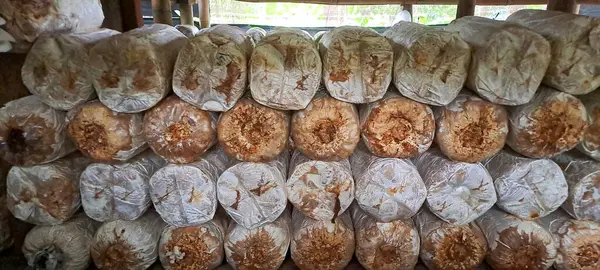 İstiridye mantarı yetiştiriyorum. Yenilebilir mantar üretimi