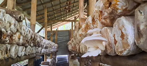 İstiridye mantarı yetiştiriyorum. Yenilebilir mantar üretimi