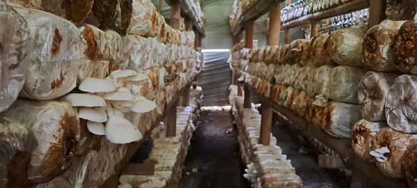 İstiridye mantarı yetiştiriyorum. Yenilebilir mantar üretimi