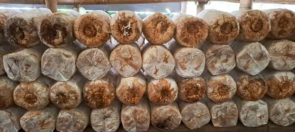 İstiridye mantarı yetiştiriyorum. Yenilebilir mantar üretimi