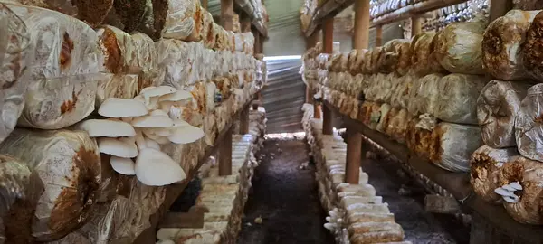 İstiridye mantarı yetiştiriyorum. Yenilebilir mantar üretimi