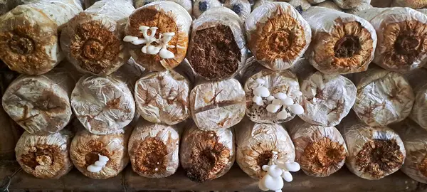 İstiridye mantarı yetiştiriyorum. Yenilebilir mantar üretimi