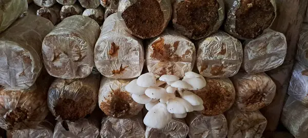 İstiridye mantarı yetiştiriyorum. Yenilebilir mantar üretimi