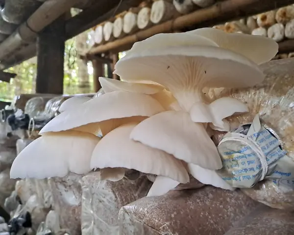 İstiridye mantarı yetiştiriyorum. Yenilebilir mantar üretimi