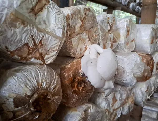 İstiridye mantarı yetiştiriyorum. Yenilebilir mantar üretimi