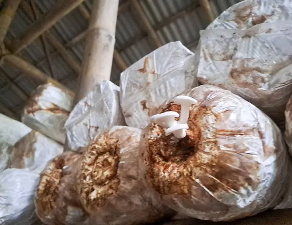 İstiridye mantarı yetiştiriyorum. Yenilebilir mantar üretimi