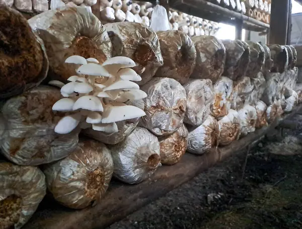 İstiridye mantarı yetiştiriyorum. Yenilebilir mantar üretimi