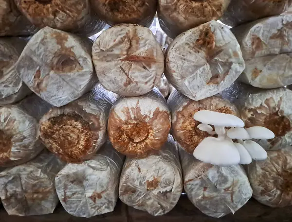 İstiridye mantarı yetiştiriyorum. Yenilebilir mantar üretimi