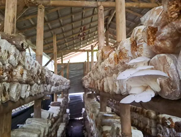 İstiridye mantarı yetiştiriyorum. Yenilebilir mantar üretimi