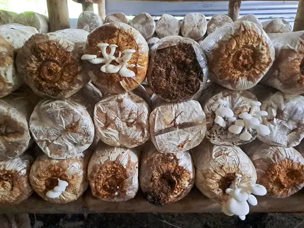 İstiridye mantarı yetiştiriyorum. Yenilebilir mantar üretimi