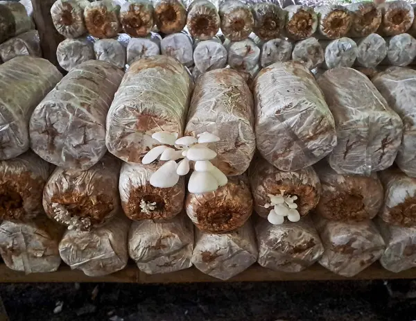 İstiridye mantarı yetiştiriyorum. Yenilebilir mantar üretimi