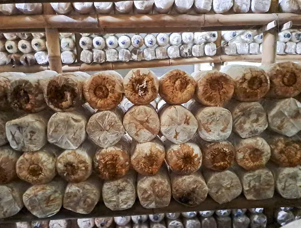 İstiridye mantarı yetiştiriyorum. Yenilebilir mantar üretimi