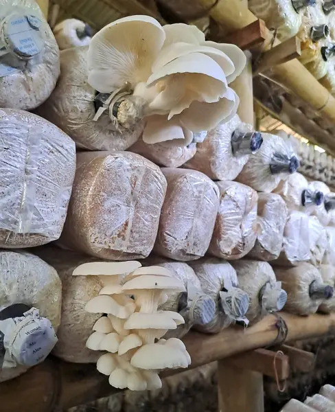 İstiridye mantarı yetiştiriyorum. Yenilebilir mantar üretimi