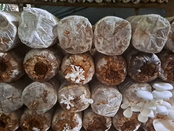 İstiridye mantarı yetiştiriyorum. Yenilebilir mantar üretimi