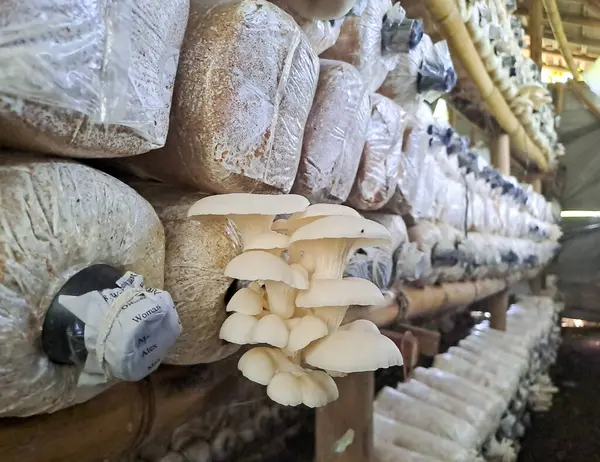 İstiridye mantarı yetiştiriyorum. Yenilebilir mantar üretimi