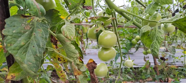 Asmalı yeşil organik domates, tarlada büyüyen domatesler.