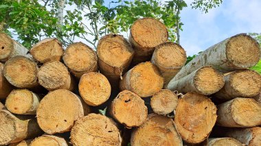 Doğal ahşap günlükleri yığını