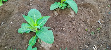 Tarlada tütün bitkisi yetişiyor.