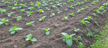 Tarlada tütün bitkisi yetişiyor.