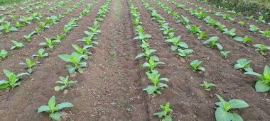 Tarlada tütün bitkisi yetişiyor.
