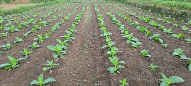 Tarlada tütün bitkisi yetişiyor.