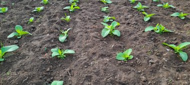 Tarlada tütün bitkisi yetişiyor.