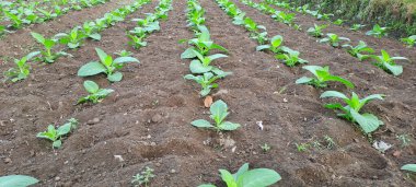 Tarlada tütün bitkisi yetişiyor.